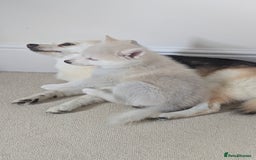 Pomsky dogs for sale: Vergil - Image 6