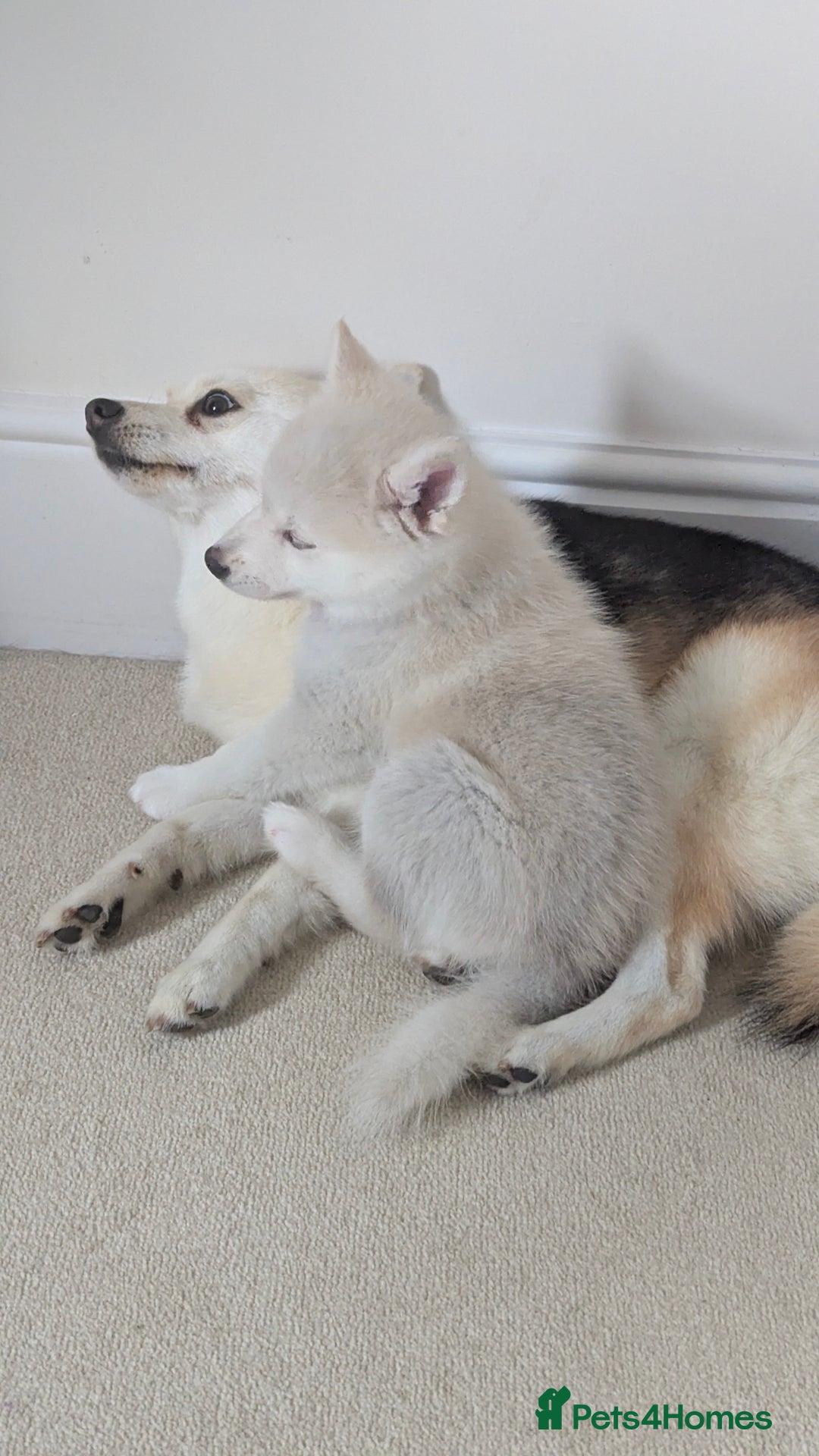 Pomsky dogs for sale: Vergil - Image 6