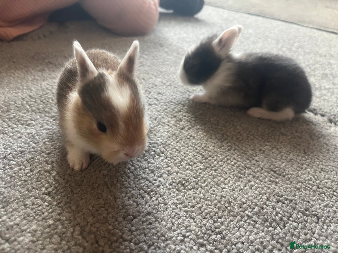 Mini Lion Lop rabbits for sale: Baby bunnies mini lion lops ready now  - Image 29