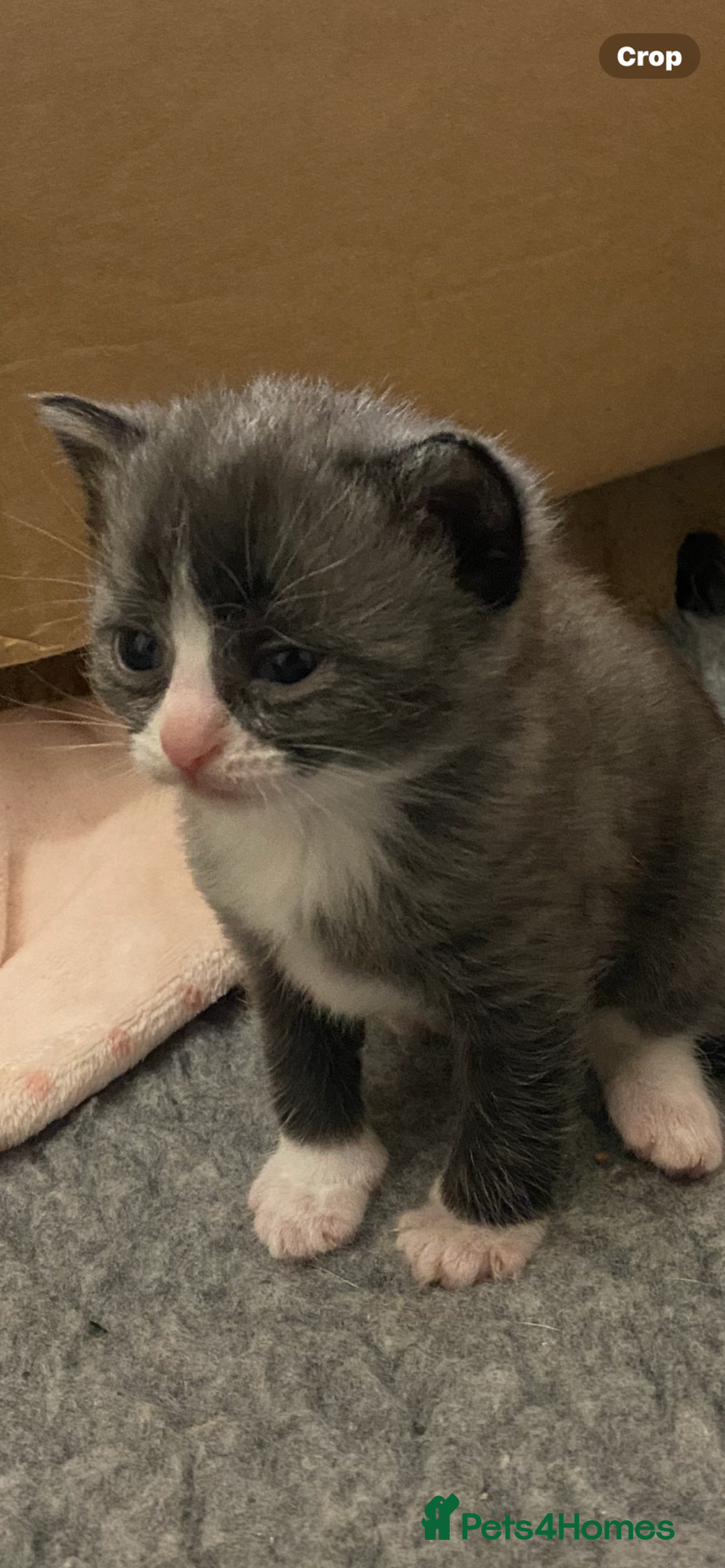 Mixed Breed cats for sale: Beautiful playful kittens  - Image 5