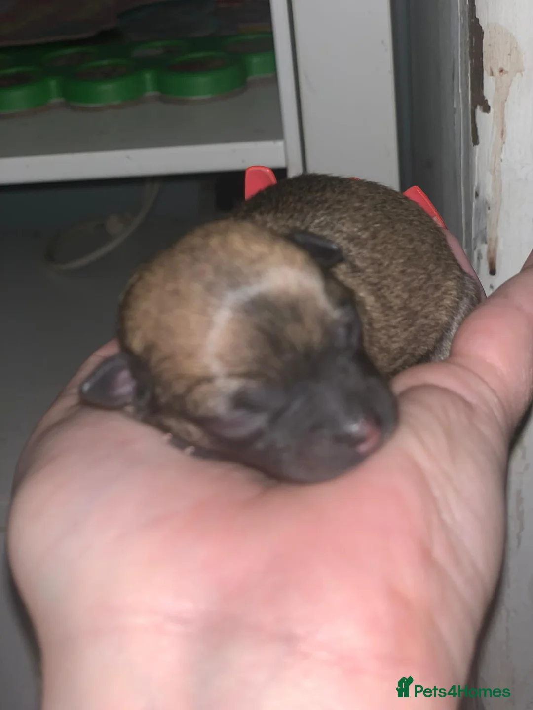 Chihuahua dogs for stud: Chihuahua for stud in Brighton - Advert 2