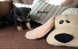 Chihuahua dogs for sale: Adorable black and tan chihuahua puppies  - Image 6