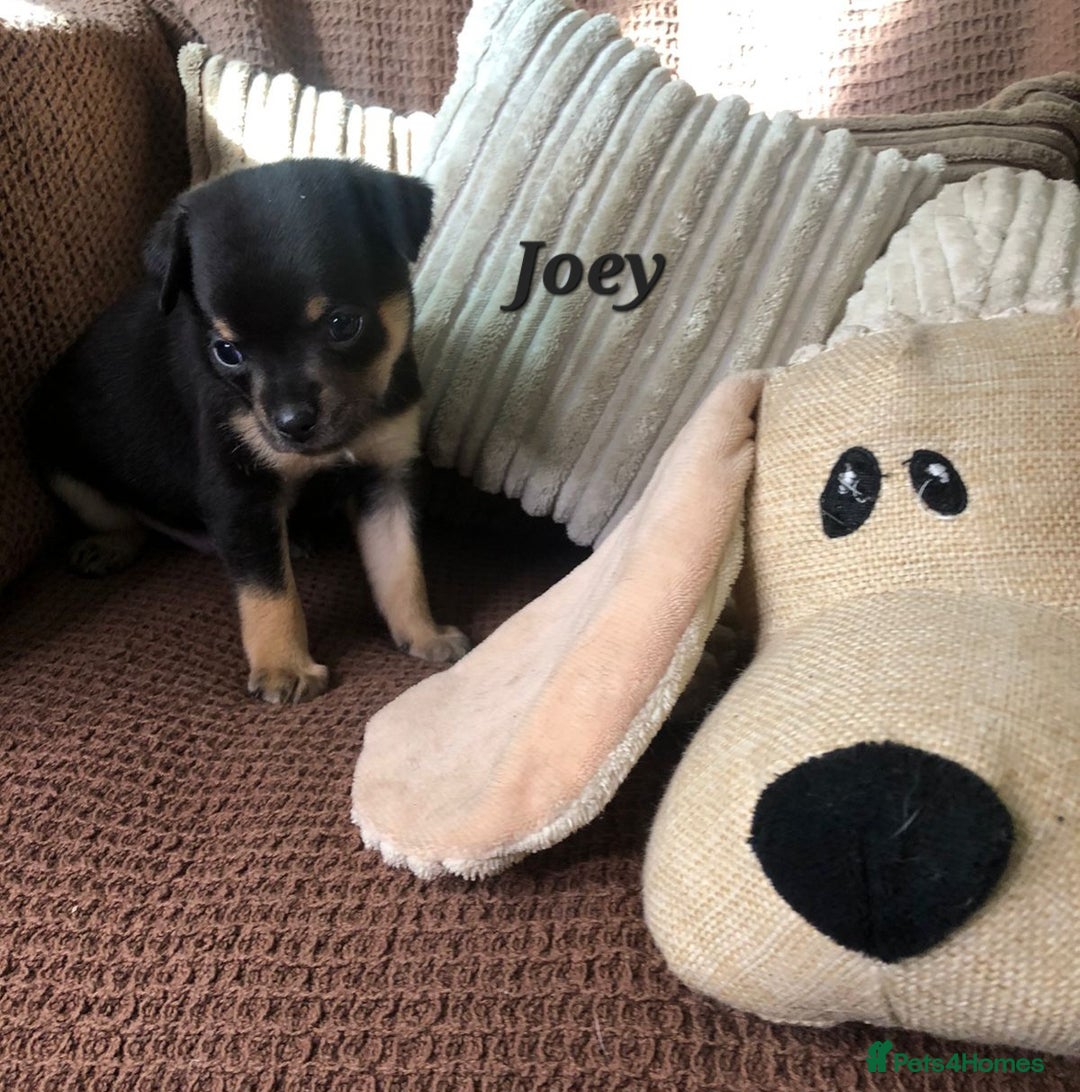 Chihuahua dogs for sale: Adorable black and tan chihuahua puppies  - Image 6