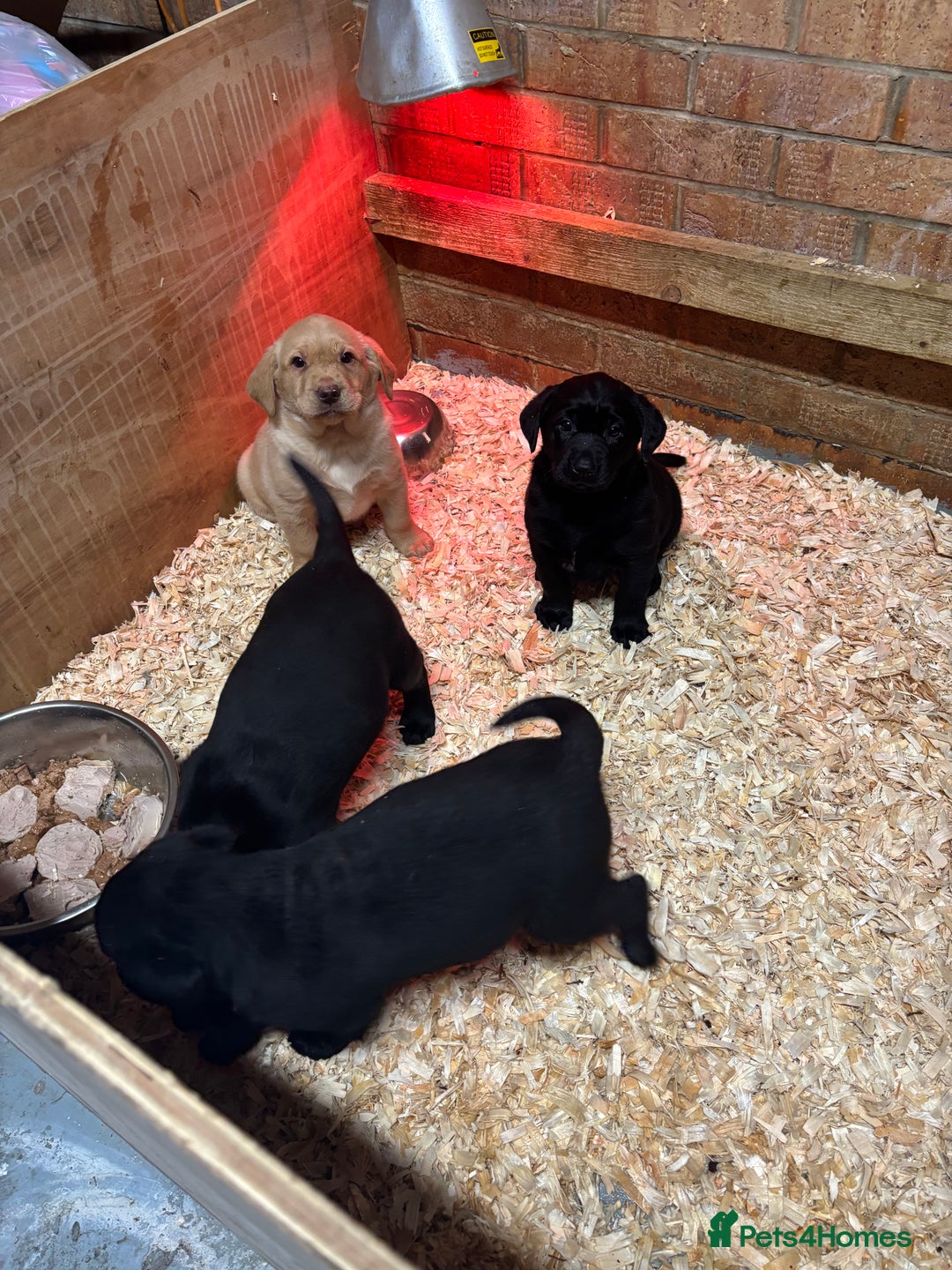 Labrador Retriever dogs for sale: Pure chunky Labrador puppies - Advert 9