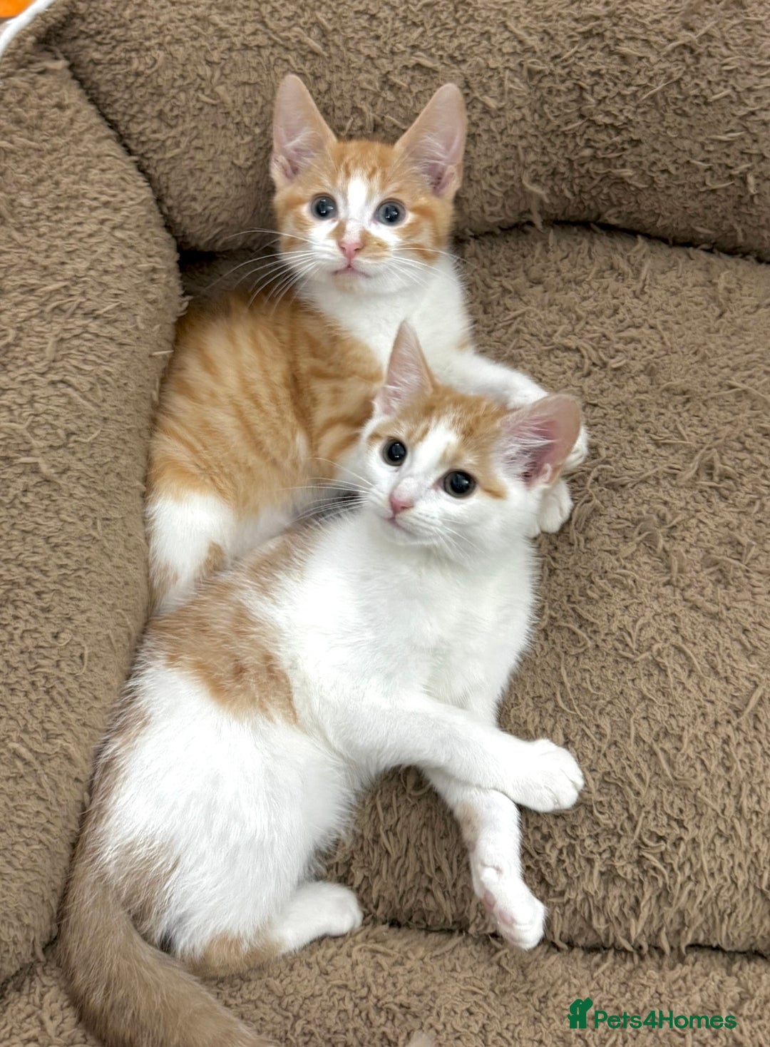 Mixed Breed cats for sale: GORGEOUS KITTYS  - Advert 12