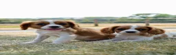 Cavalier King Charles Spaniel dogs for sale: ⭐️Cavalier King Charles puppies⭐️ - Advert 9