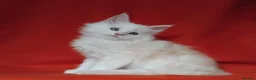Maine Coon cats for sale: Pure Maine Coons Kittens For Sale - Advert 10