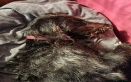 Mixed Breed dogs for sale: Lab cross for sale  - Image 2