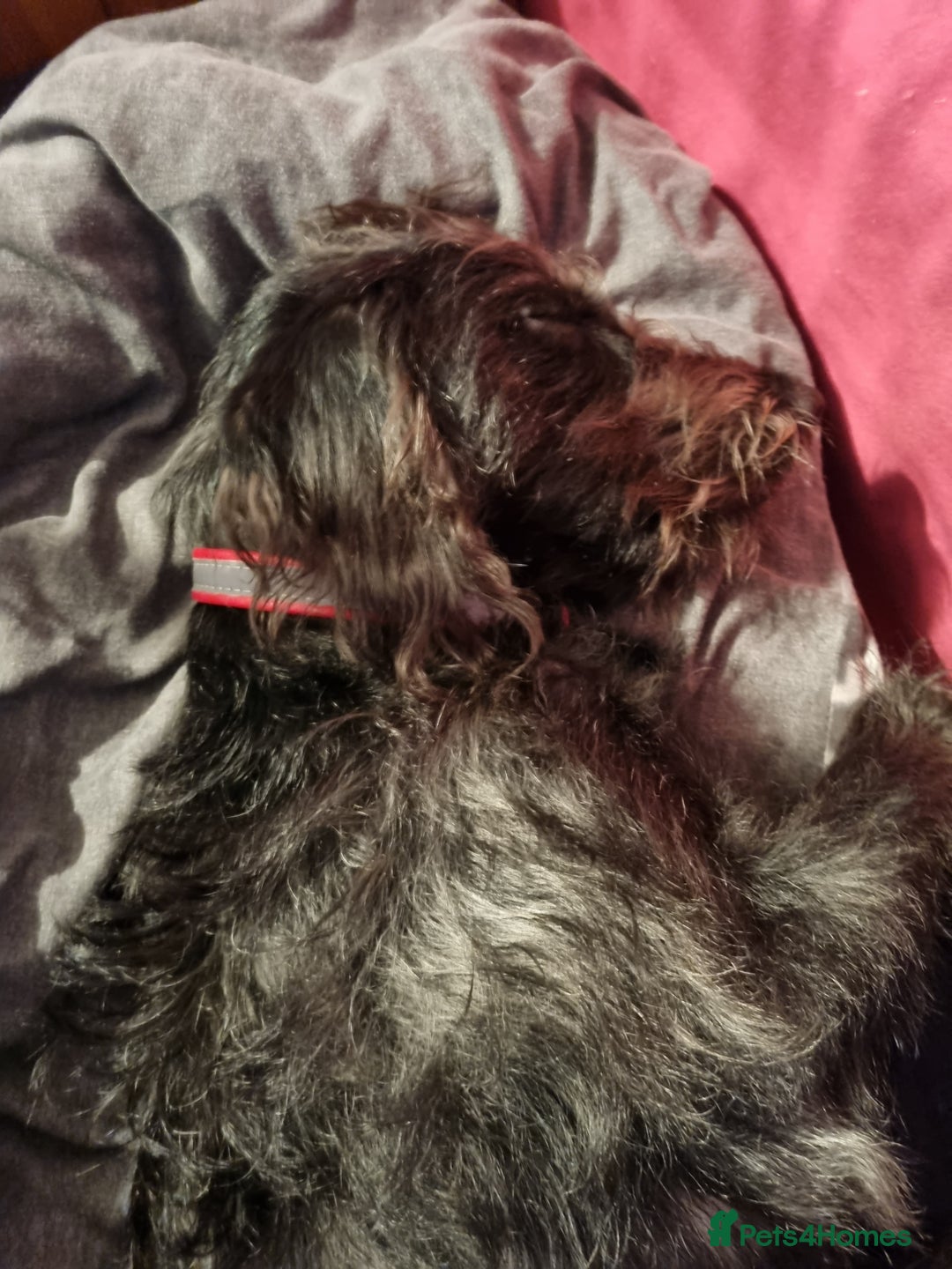 Mixed Breed dogs for sale: Lab cross for sale  - Image 2