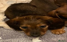 Miniature Dachshund dogs for sale: True miniature Dachshund puppies  - Image 8