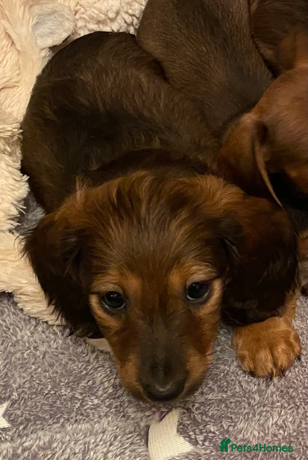 Miniature Dachshund dogs for sale: True miniature Dachshund puppies  - Image 8