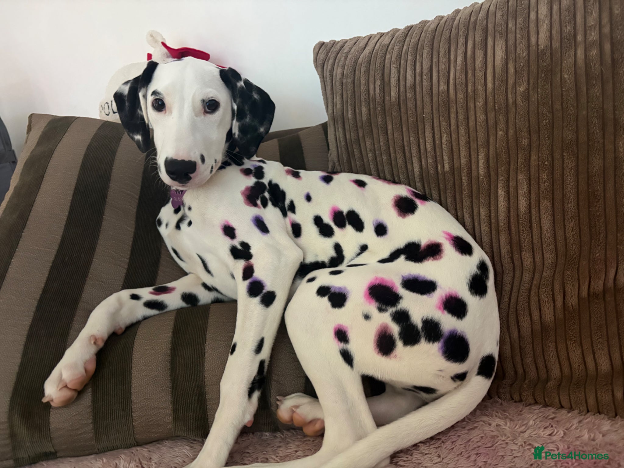 Dalmatian dogs Alaska - Advert 5