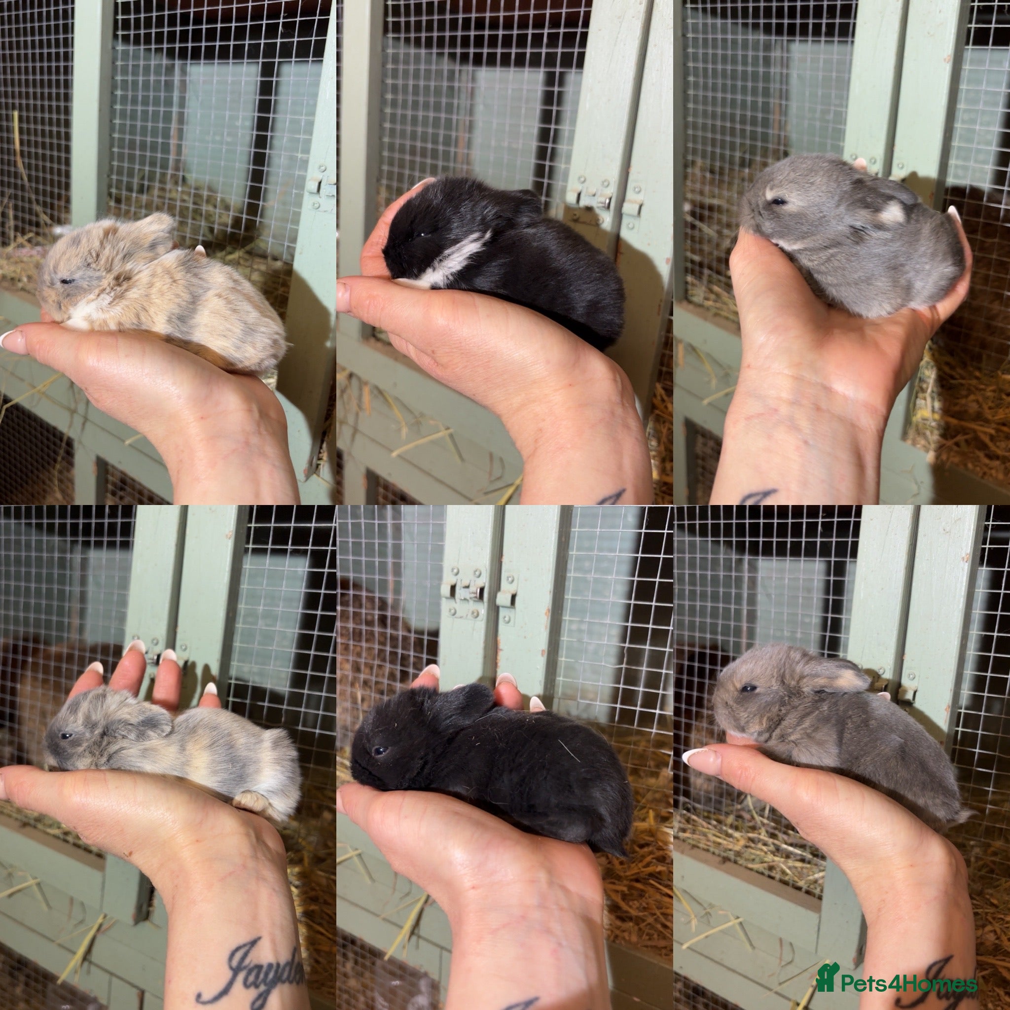 Mini Lop rabbits Beautiful colour mini lop rabbits  - Advert 2