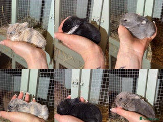 Mini Lop rabbits Beautiful colour mini lop rabbits - Advert 1