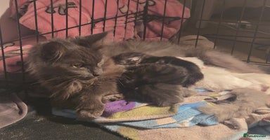 Maine Coon cats - Advert 9