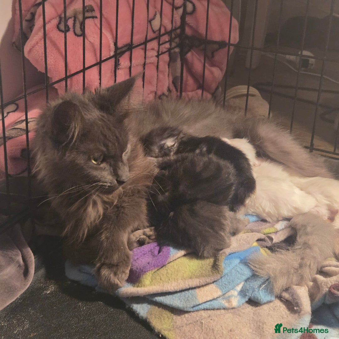 Maine Coon cats for sale: Champion russian Maine coon kittens - Image 2