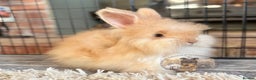 Angora rabbits for sale: Fully Vaccinated English Angoras ♥️ - Advert 3