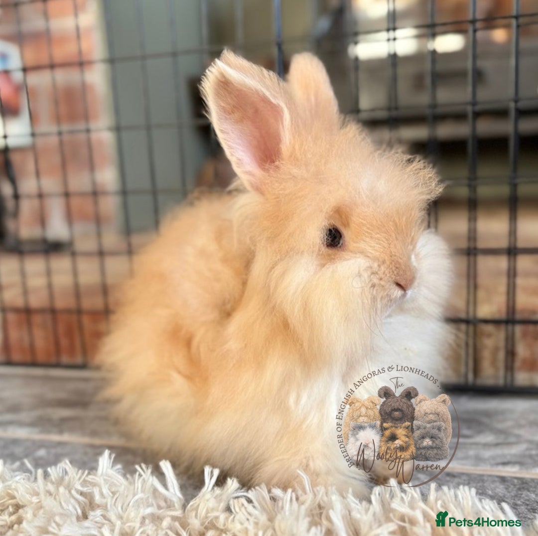 Angora rabbits for sale: Fully Vaccinated English Angoras ♥️ - Advert 3