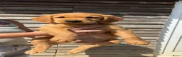 Golden Retriever dogs for sale: Stunning red Kc reg golden retriever puppies  - Advert 4