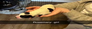 Rosemary