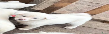 Japanese Akita Inu 7 AKIRA 