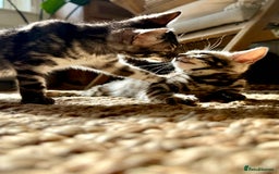 Bengal cats for sale: Stunning Glittered Pedigree Bengal Female TICA reg - Image 31