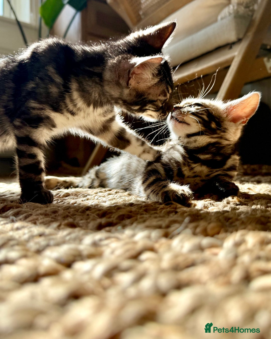 Bengal cats for sale: Stunning Glittered Pedigree Bengal Female TICA reg - Image 31
