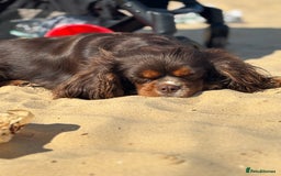 Cavalier King Charles Spaniel dogs for stud: THE BEST Looking CHOCOLATE🍫🐶 CAVALIER STUD - Image 4