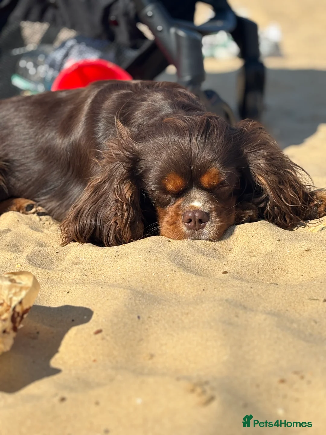 Cavalier King Charles Spaniel dogs for stud: THE BEST Looking CHOCOLATE🍫🐶 CAVALIER STUD - Advert 4