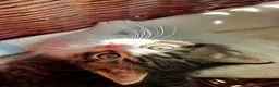 Mixed Breed cats for sale: Absolutely gorgeous BSH x bengal cross kittens - Advert 14