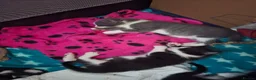 Mixed Breed cats for sale: 3 kittens for sale in Bristol - Advert 4