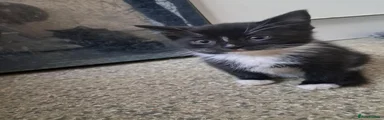 Mixed Breed Kitten 2