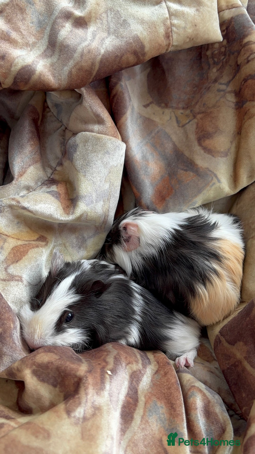 Guinea Pig rodents for sale: LONG HAIRED GUINEA PIGS 2 Boys 1 Girl - Image 15