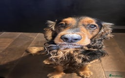 Cocker Spaniel dogs for sale: Rocky - 4.5 year old cocker spaniel - Image 16