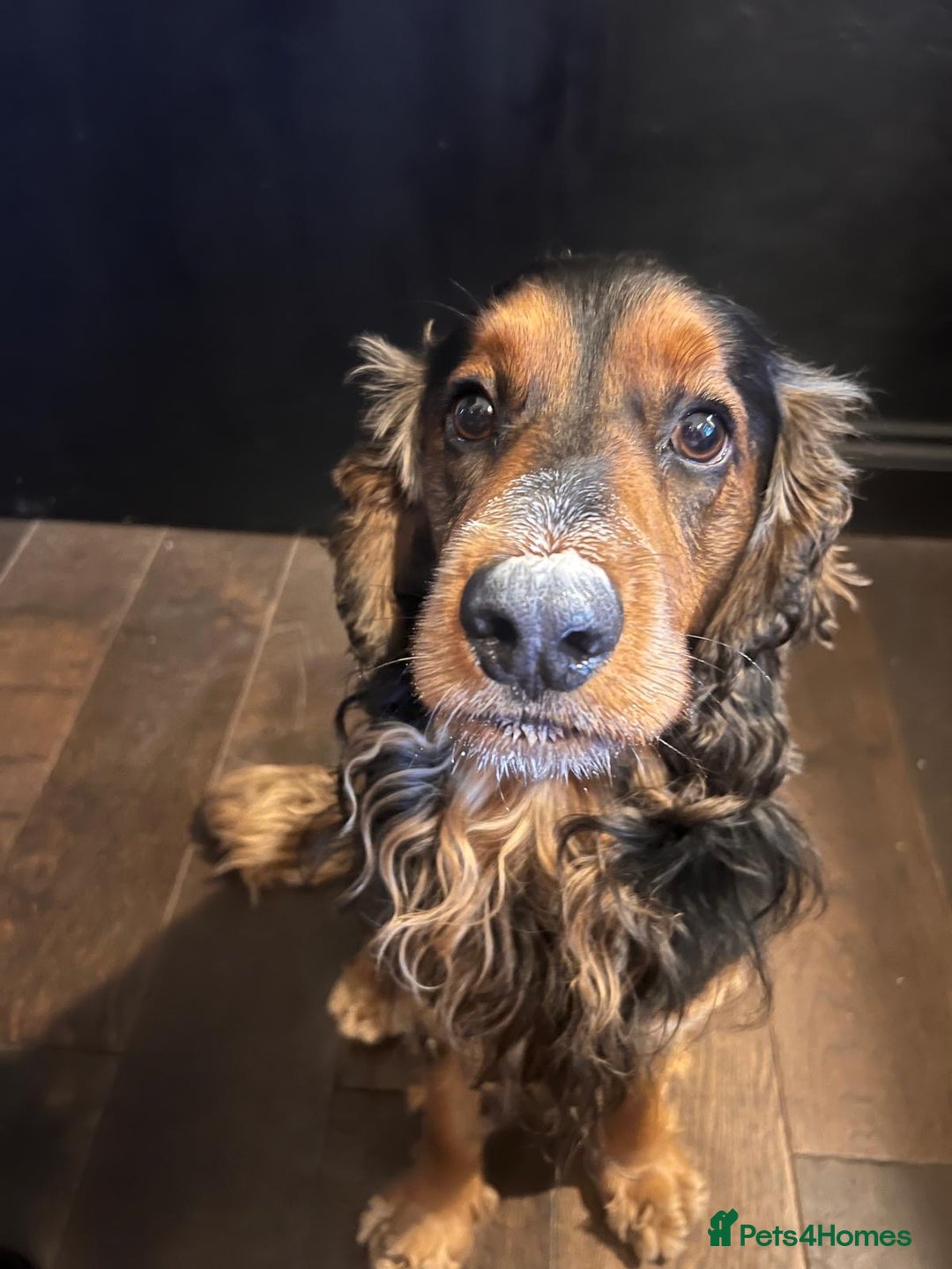 Cocker Spaniel dogs for sale: Rocky - 4.5 year old cocker spaniel - Image 16