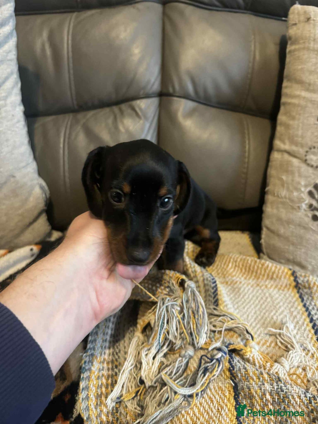 Miniature Dachshund dogs for sale: Miniature Dachshund Puppies ready to go 3/12/25 - Advert 32