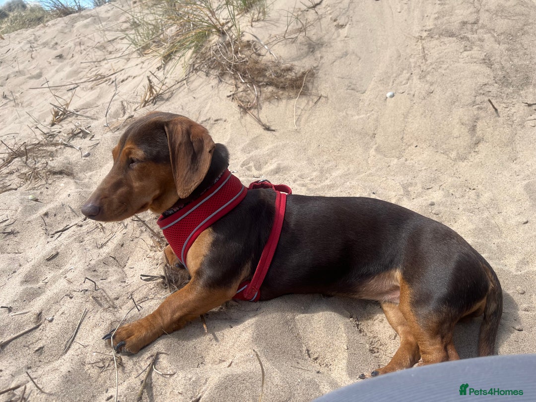 Dachshund dogs for sale: Dachshund Pups need new home - Image 6