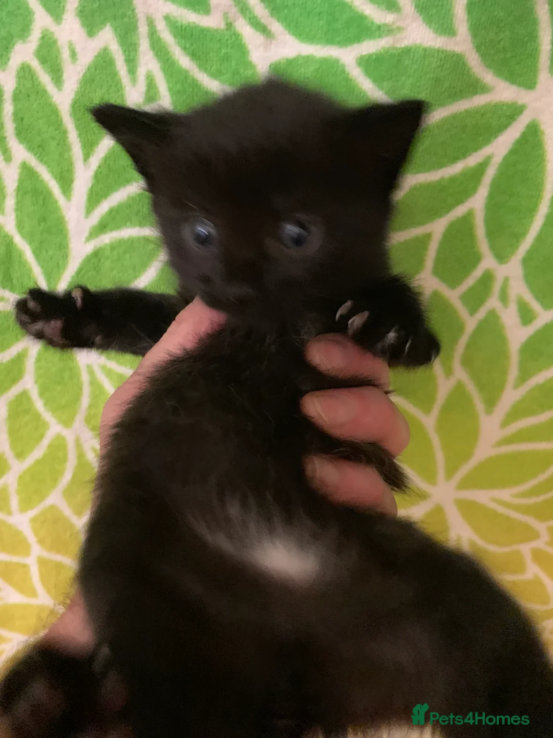 Bombay cats for sale: 🐾 Loving Homes Wanted for 4 Roxy’s Kittens 🐾 - Advert 15