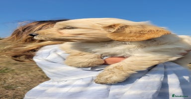 Cockapoo dogs - Advert 4