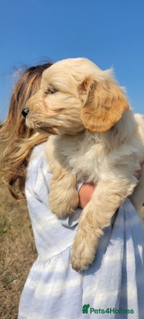 Cockapoo dogs - Advert 1