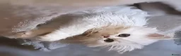 Persian cats for sale: 🍒Loving White Tipped babies - Advert 10