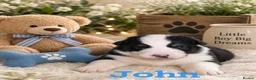 Australian Shepherd dogs for sale: Australian shepherds  - Advert 37