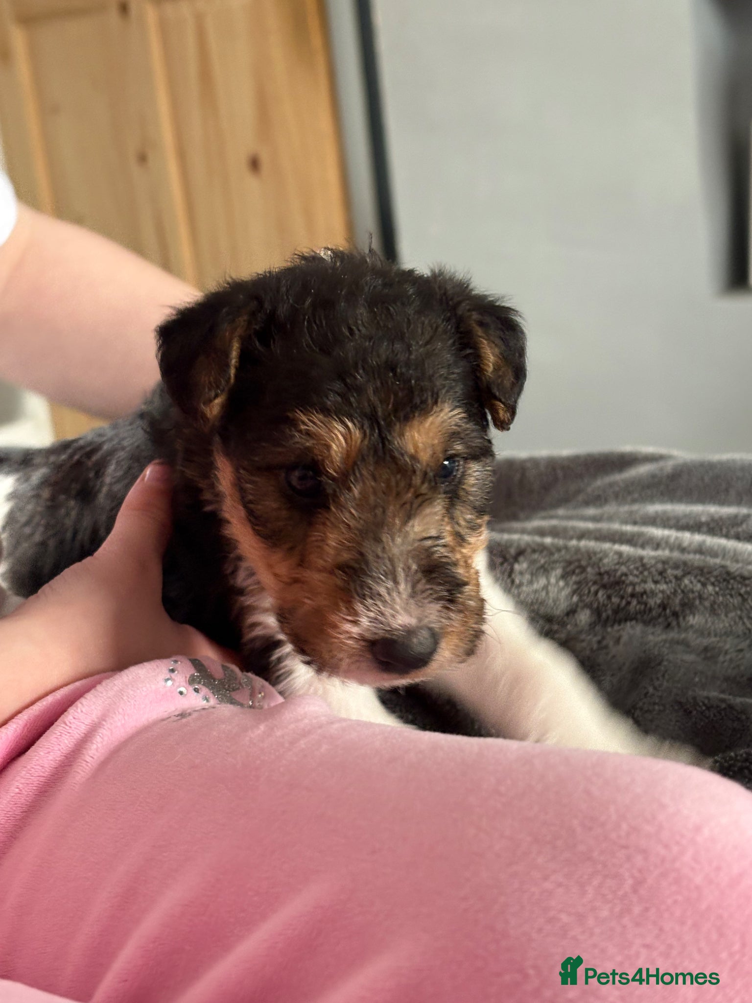 Fox Terrier dogs for sale: Wire haired fox terrier - Advert 10