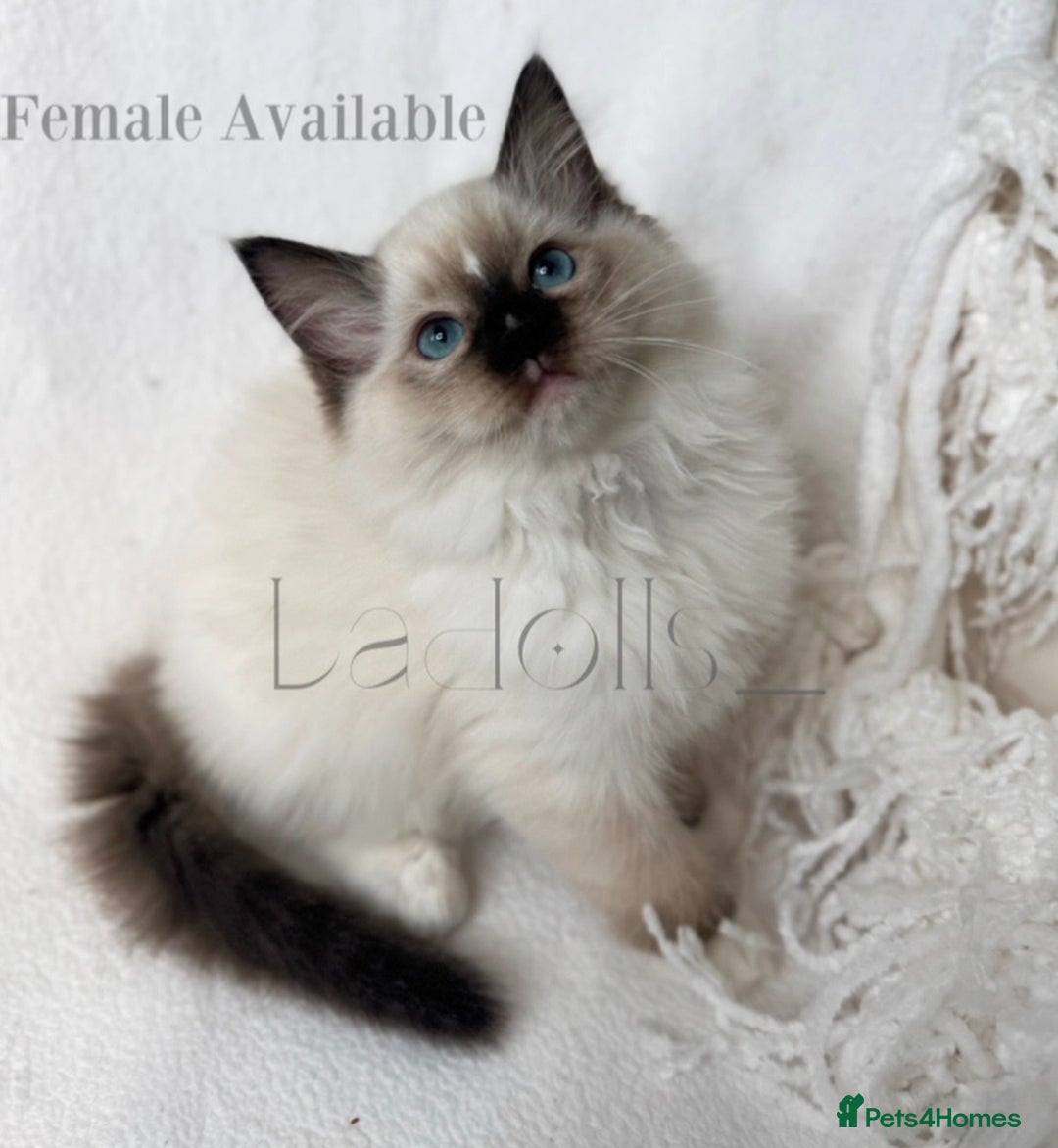 Ragdoll cats for sale: One beautiful female Available, ready to go 🐾 - Advert 3
