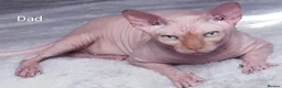 Sphynx cats for sale: STUNNING SPHYNX ELF/CANADIAN KITTENS - Advert 11