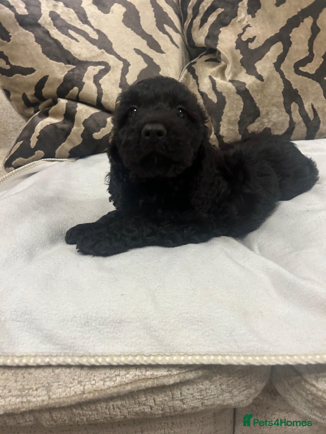 Cockapoo dogs for sale: F1 cockapoo puppies  - Image 16