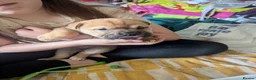 Mixed Breed dogs for sale: Sharpie cross - Advert 3