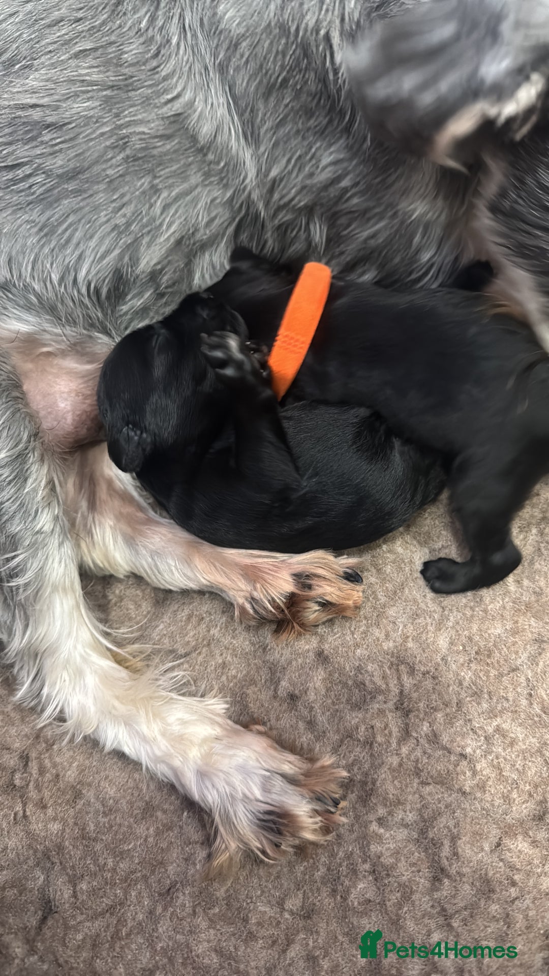 Miniature Schnauzer dogs for sale: Miniature Schnauzer pups for sale - Advert 20