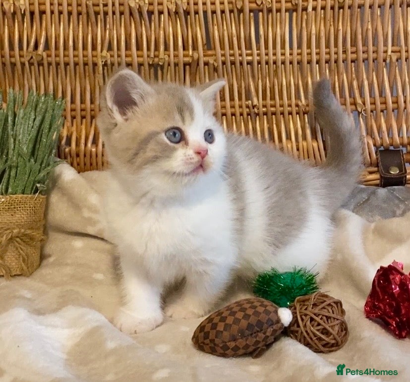 Scottish Fold cats 🧸😻CHAMPION LINE TICA ACTIVE SCOTTISH/BSH😻🧸 - Advert 8