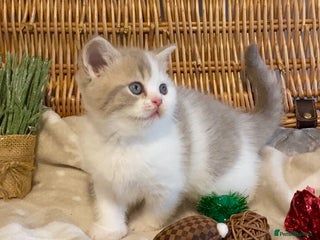 Scottish Fold cats 🧸😻CHAMPION LINE TICA ACTIVE SCOTTISH/BSH😻🧸 - Advert 8